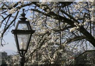 Spring at Villa Stabbia