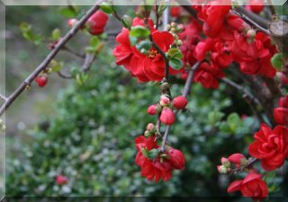 The sweet perfume of summer