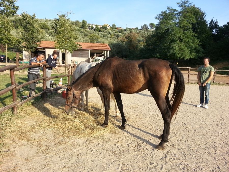 BBQ at the Horses