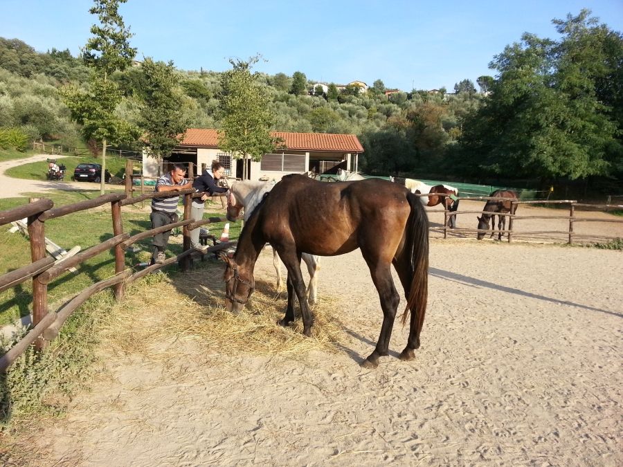 BBQ at the Horses