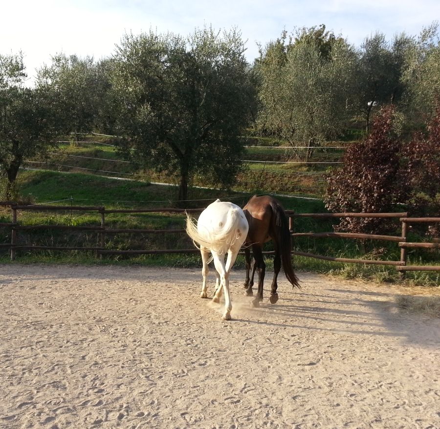 BBQ at the Horses