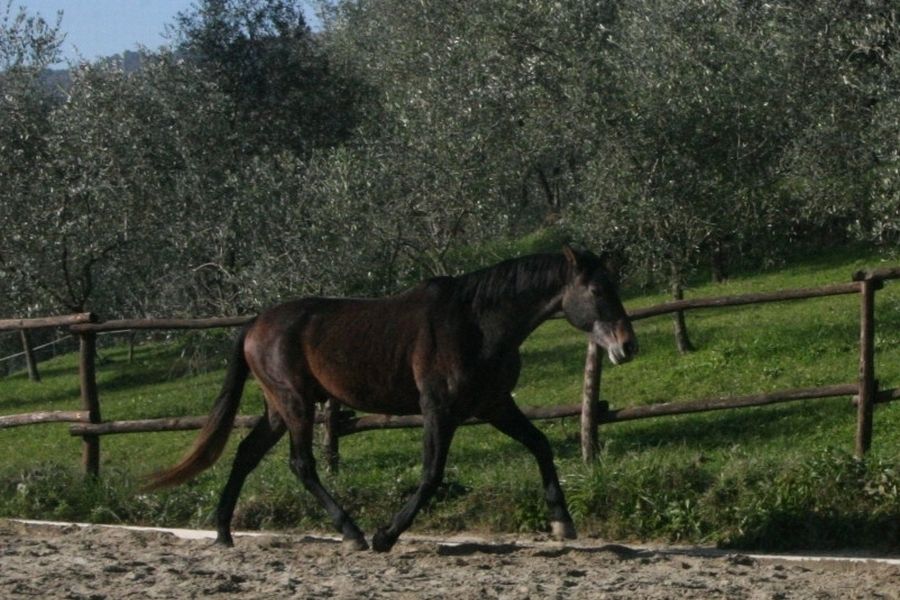 BBQ at the Horses