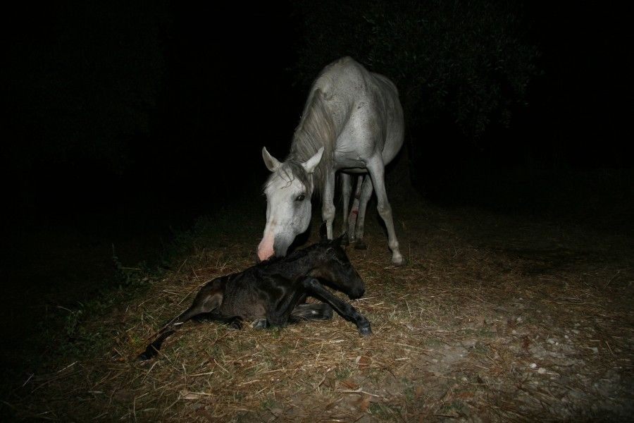 Paquita - born the 11th of July 2013 23:30