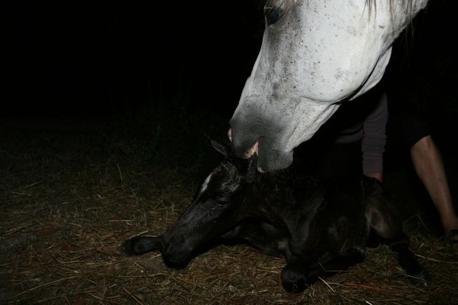 Paquita - born the 11th of July 2013 23:30