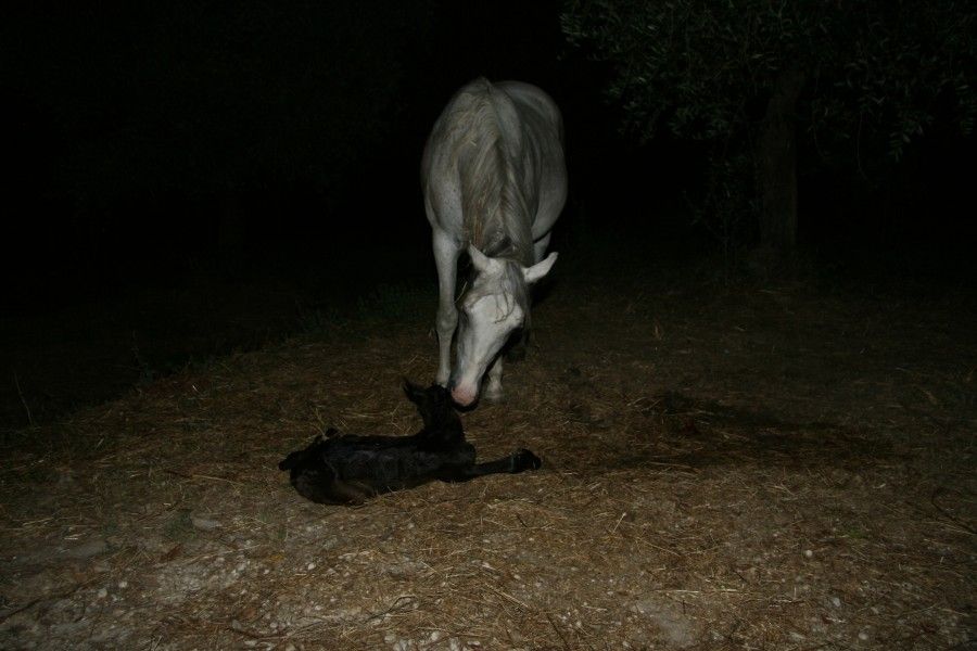 Paquita - born the 11th of July 2013 23:30