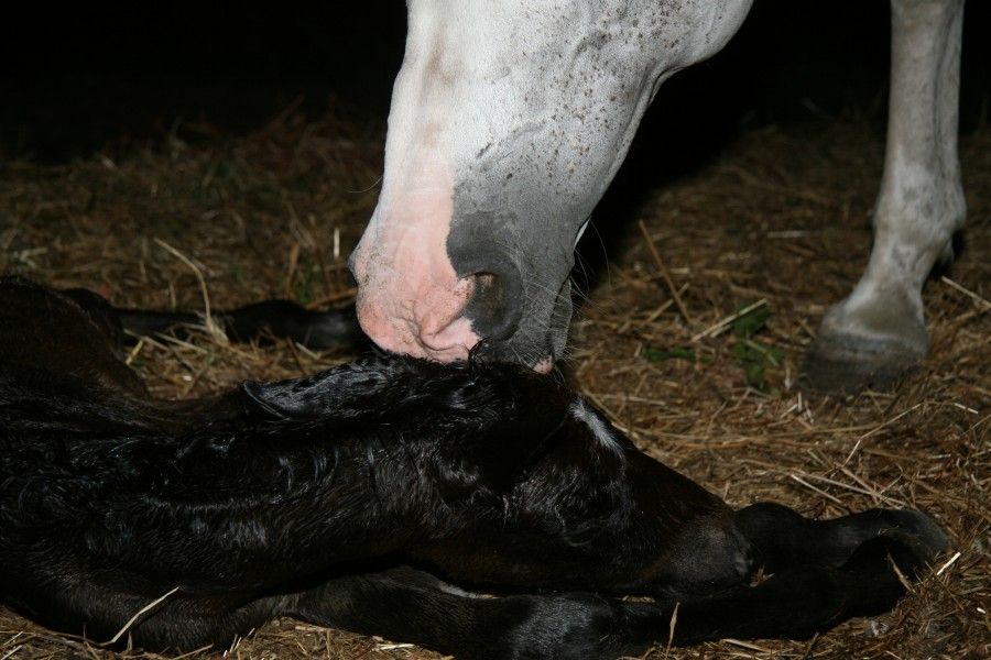 Paquita - born the 11th of July 2013 23:30