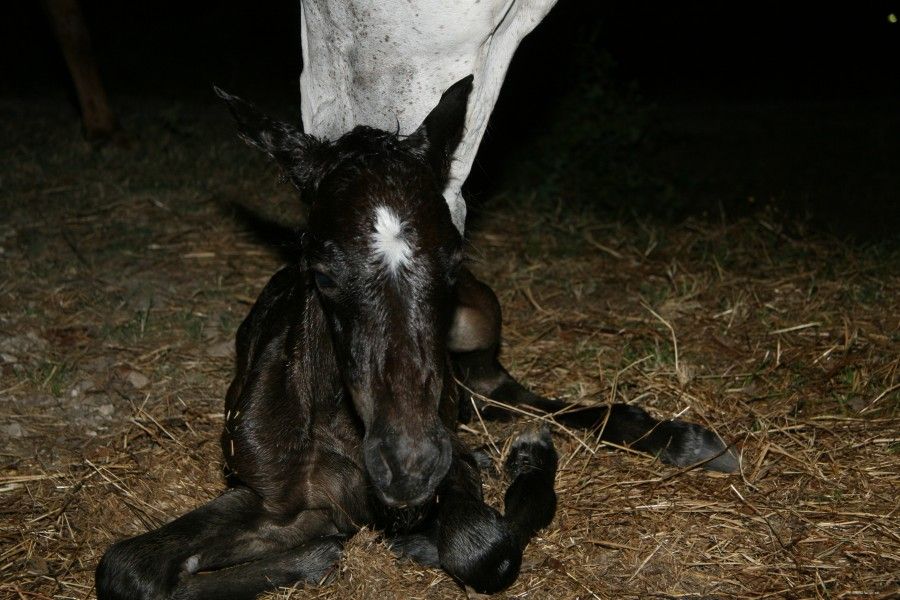 Paquita - born the 11th of July 2013 23:30