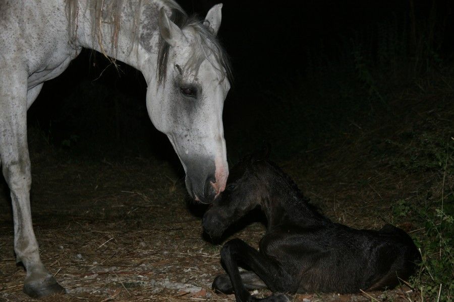 Paquita - born the 11th of July 2013 23:30