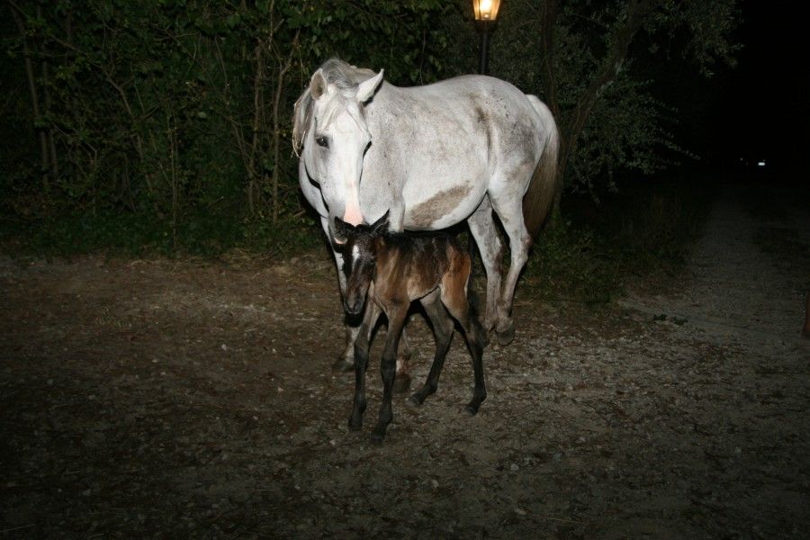 Paquita - born the 11th of July 2013 23:30