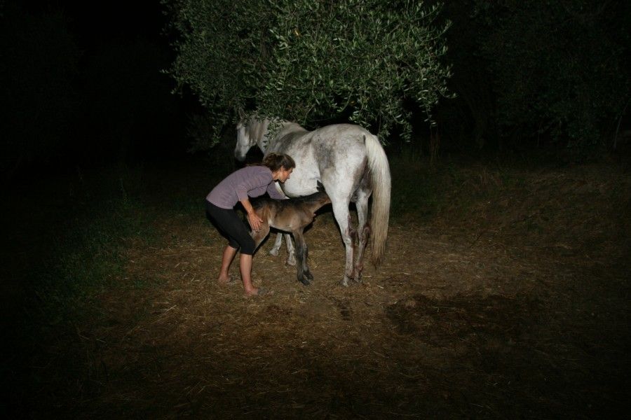 Paquita - born the 11th of July 2013 23:30