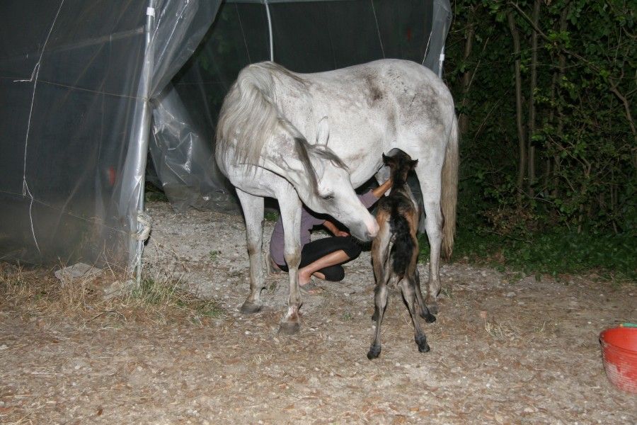 Paquita - born the 11th of July 2013 23:30