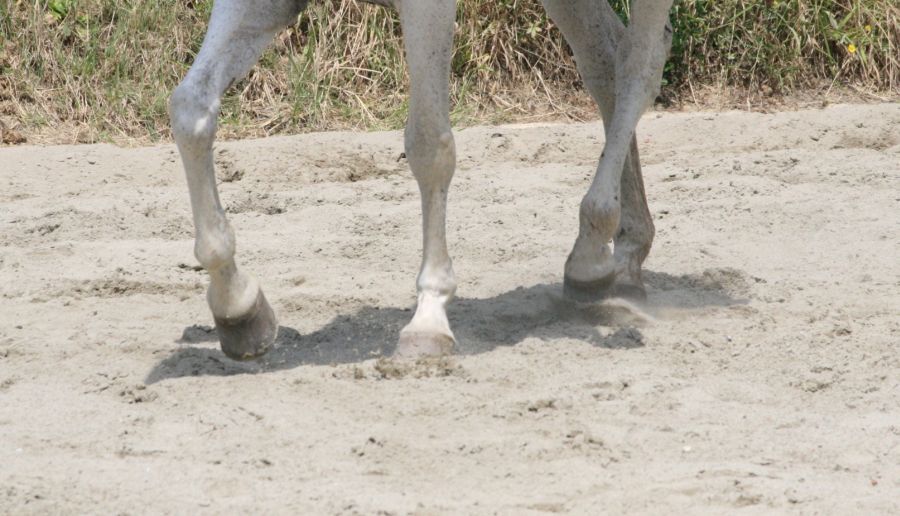 III level ENGEA exam for riders from the Villa Stabbia riding centre 