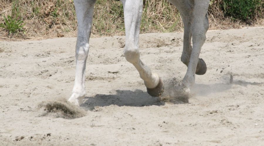 III level ENGEA exam for riders from the Villa Stabbia riding centre 