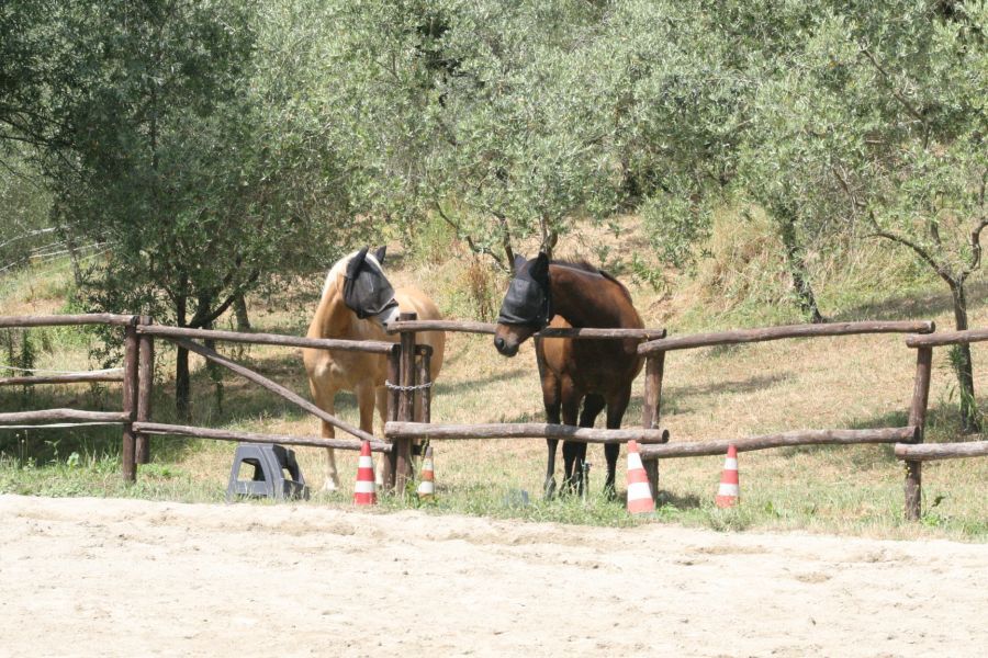 III level ENGEA exam for riders from the Villa Stabbia riding centre 