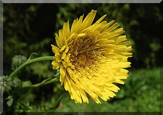 Dandelions