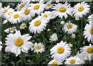 Wild Daisies
