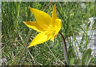 Wild Tulip