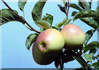 Apples