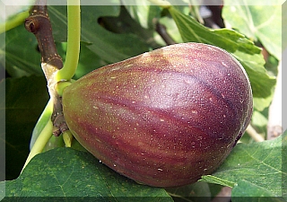 Figs