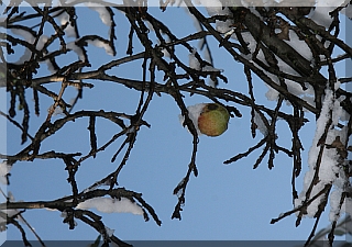 A lonely apple on a cold day