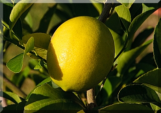 Lemons