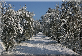 Snow covering the driveway