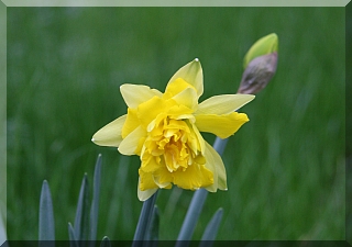 Daffodils