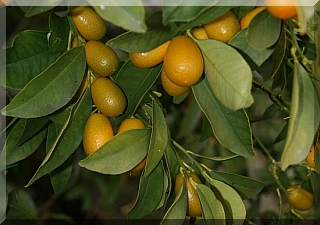Kumquats