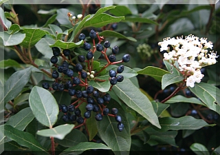 Viburno with fruit and flowers