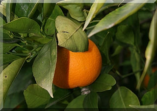 Oranges