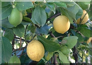 Lemons