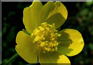 Buttercup