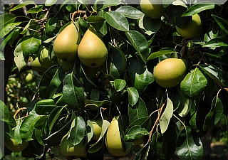 Pears