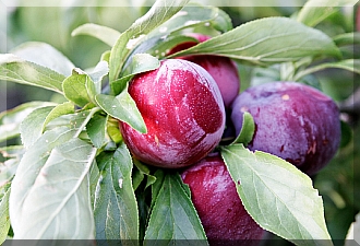 Red Plums