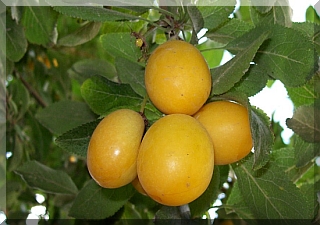 Yellow Plums