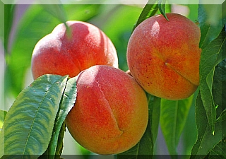 Peaches