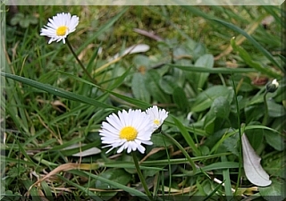 Bellis Perennis or Lawn Daisy
