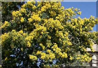 The impressive Mimosa tree