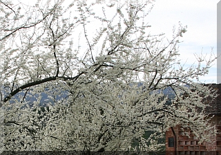 The wild plum tree blooming
