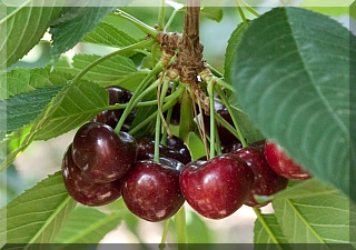 Cherries