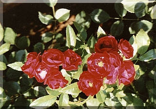 Garden Roses
