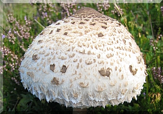 Parasol Mushroom