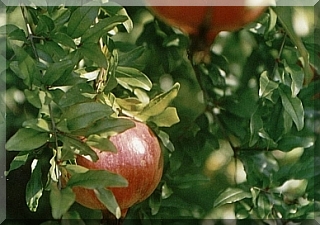 Pomegranates