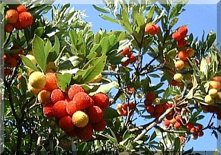 Corbezzolo