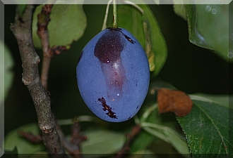 Big Blue Plums