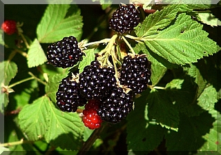 Blackberries