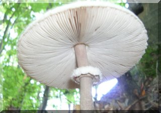 For Food Lovers - Pick your own fruit, herbs, mushrooms.....