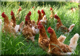 Fresh eggs, cheese and milk directly from the farmer