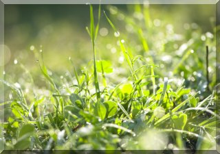 The freshness of morning dew