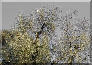 The golden trees